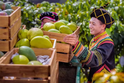 陽光的味道 登陸華南華中地區(qū) 攀枝花芒果在湖南甜蜜 圈粉