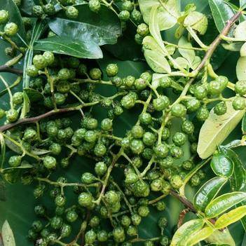 農產品批發供應商張獻祥 - 惠農網電腦版