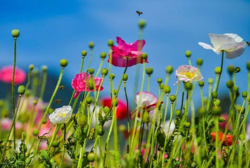 12000㎡鮮花盛開 又一拍照打卡勝地,攀枝花這地方要火