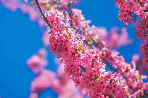 冬櫻花強(qiáng)勢 粉刷 攀枝花,粉色世界等你打卡