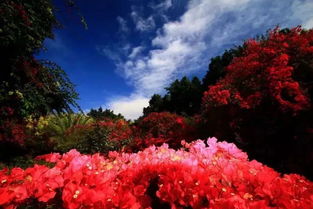 攀枝花這個(gè)用100多畝鮮花編織的彩色迷宮,隨手一拍都美慘了