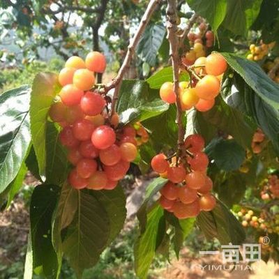 櫻桃四川攀枝花仁和區(qū)_批發(fā)_供應(yīng)-一畝田農(nóng)業(yè)網(wǎng)_專業(yè)的農(nóng)產(chǎn)品信息商務(wù)平臺(tái)