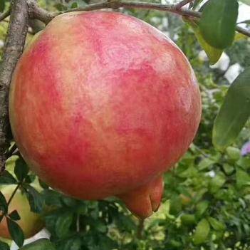 農(nóng)產(chǎn)品批發(fā)供應(yīng)商王世海 - 惠農(nóng)網(wǎng)電腦版