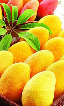 芒果批發(fā)價(jià)格_芒果采購報(bào)價(jià)_芒果產(chǎn)地供應(yīng)