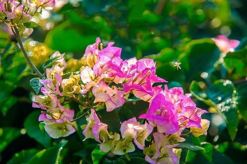 首屆攀枝花花舞人間三角梅花語節(jié)開幕