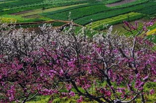 植樹節大作戰,給攀枝花點 顏色 看看