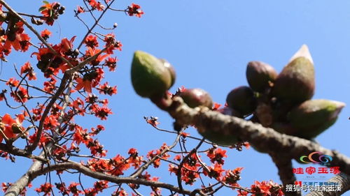 紅河谷攀枝花,開了 美食來啦