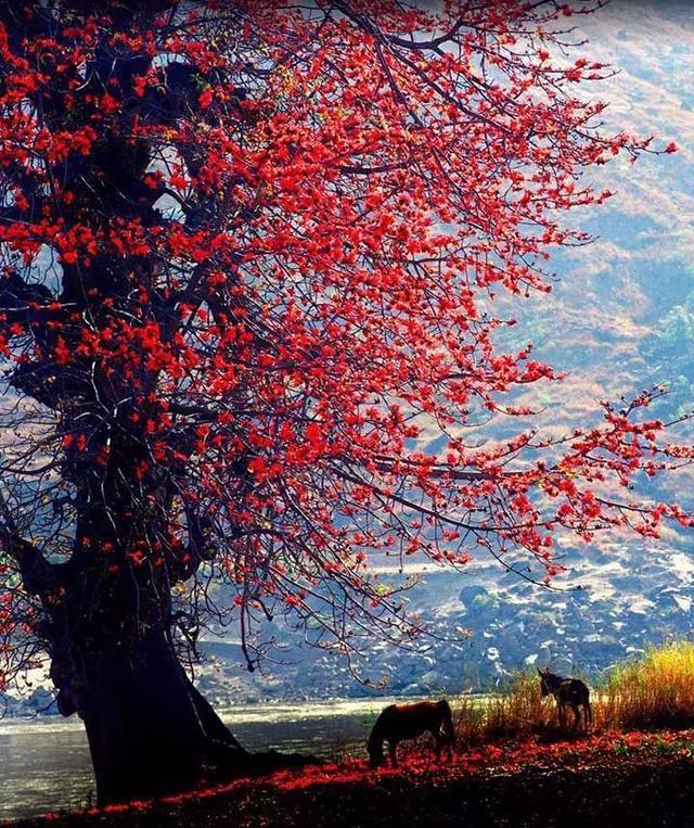 去攀枝花吧!這里除了美不勝收的風景,還有令人心動的冬季暖陽