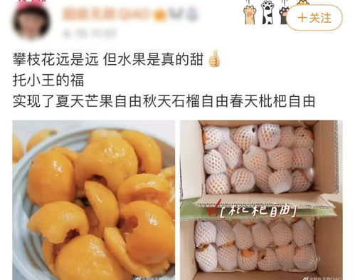 你以為的進(jìn)口熱帶水果，可能都來自'四川小三亞'攀枝花